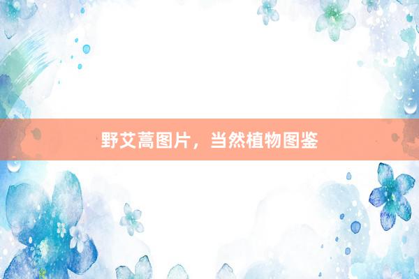 野艾蒿图片，当然植物图鉴